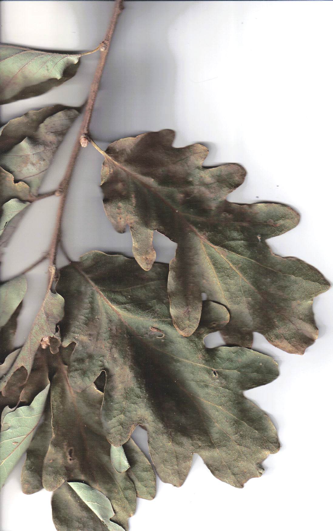 Quercus petraea / Rovere